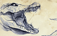 Crocodile studies